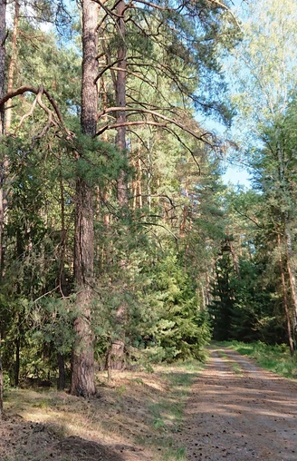 Kobbeln Wanderung am Springberg