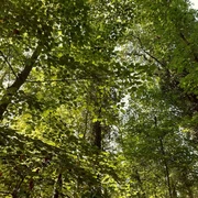 Neuzelle Fasanenwald