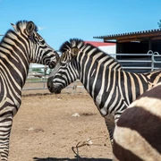Willes Welt - Zebras