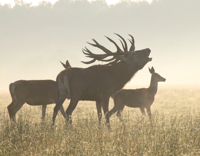 Gut Hirschaue Hirsch