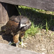 Greifvogel im Falkenhof