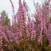 Henzendorfer Heide