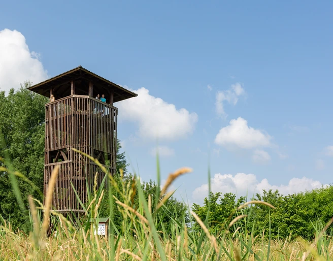 Aussichtstum in Groß Schauen