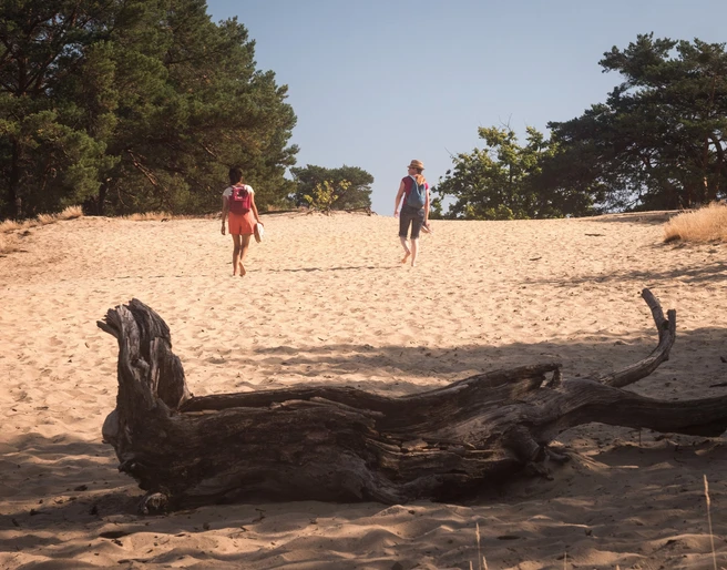 Binnendüne Waltersberge