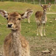 Wildpark Frankfurt (Oder)