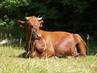 Kuh auf Weide