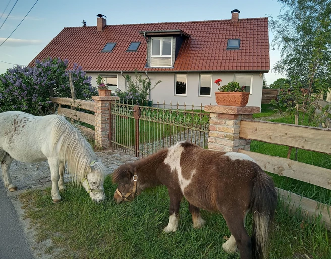 Ferienhaus Spree-Alpakas