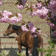 Luisenhof Paretz - Putzplatz