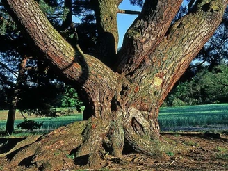 Naturpark Dahme-Heideseen