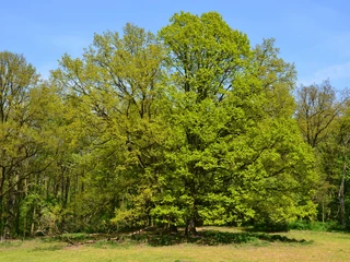 Trebnitzer Schlosspark