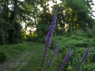 Klostersee Altfriedland