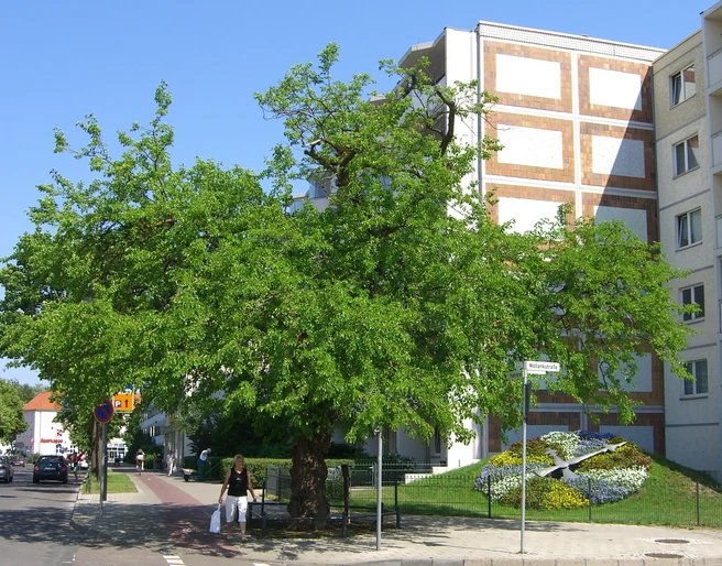 Maulbeerbaum und Blumenuhr in Erkner