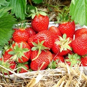 Frische Erdbeeren vom Feld