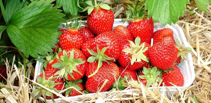 Frische Erdbeeren vom Feld