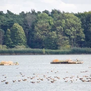 Birdwatching an den Altfriedländer Teichen