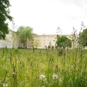 Wiese in Eisenhüttenstadt