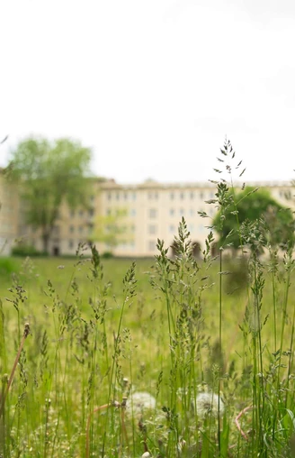 Wiese in Eisenhüttenstadt