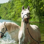 Pferde des Camargue-Pferde-Hof Wesendahl