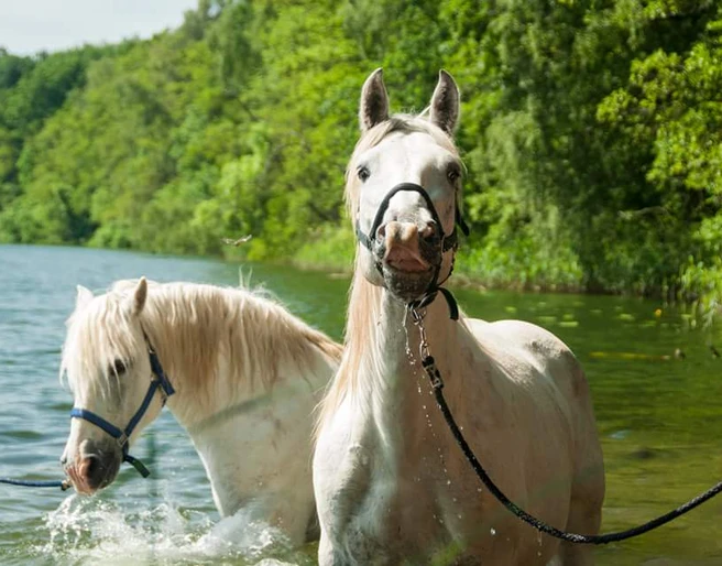 Pferde des Camargue-Pferde-Hof Wesendahl