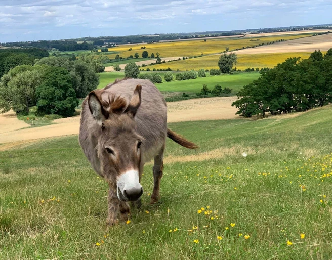 Esel aus dem Haustiergarten an den Oderhängen