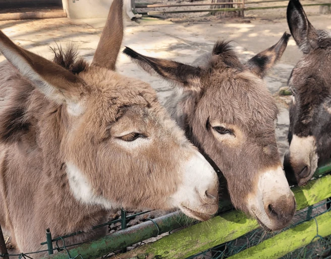 Esel-Trio im Tiergehege Eisenhüttenstadt