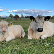 Knut und Pauline vom Elfenhof