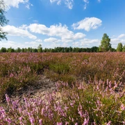 Birdwatching an der Reicherskreuzer Heide