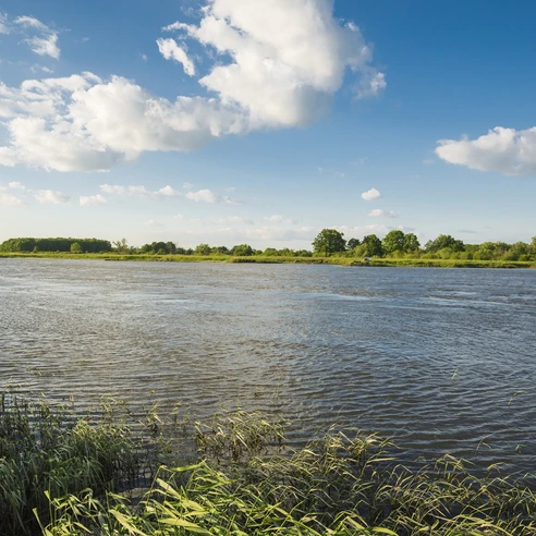 Birdwatching an der Oder bei Neuzelle