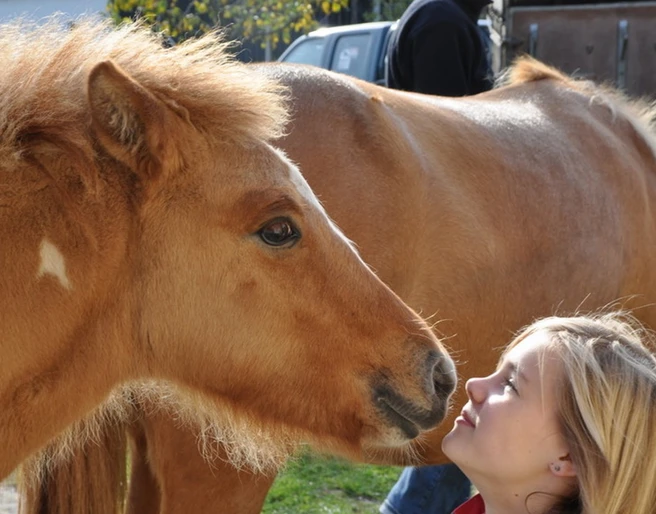 Reiturlaub auf dem Rüsterhof