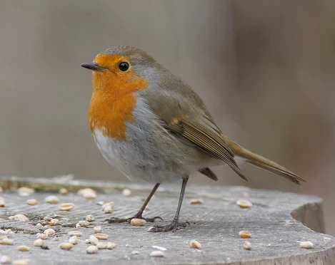 Rotkehlchen mit Körnern Ruedi Aeschlimann