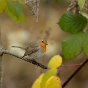 Rotkehlchen im Herbstwald Ruedi Aeschlimann