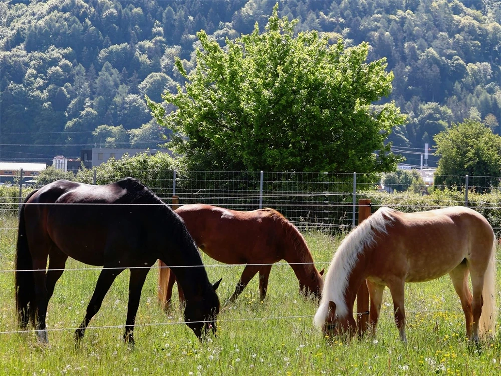 Pferdesportcenter Jungfrau – Faszination Pferde