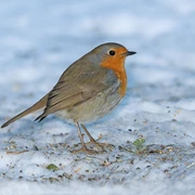 Rotkehlchen im Winter Ruedi Aeschlimann