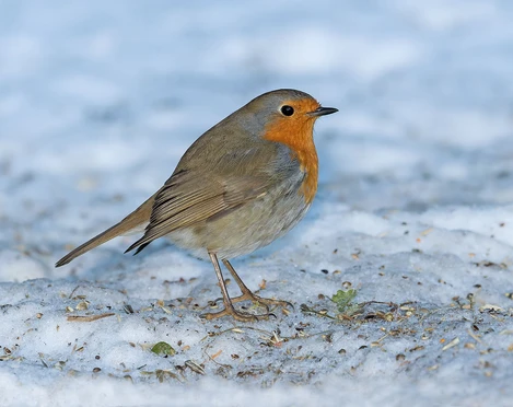 Rotkehlchen im Winter Ruedi Aeschlimann