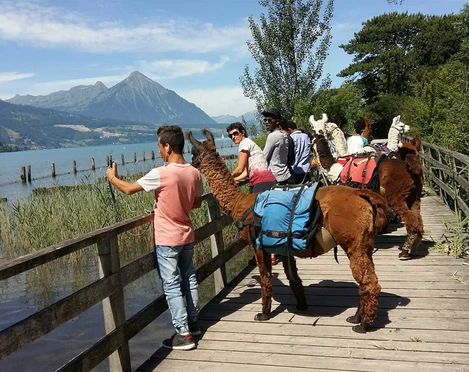 Lamatrekking Junfrauregion - Naturschutzgebiet Weissenau