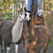 POI_Lamatouren-Lamahof-am-Sommerdeich.jpg