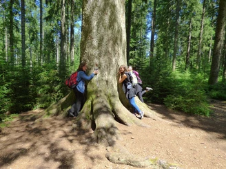 Die Großvatertanne bei Freudenstadt