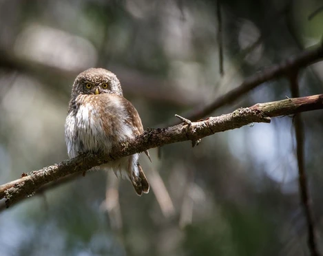 Bewohner des Waldes entdecken