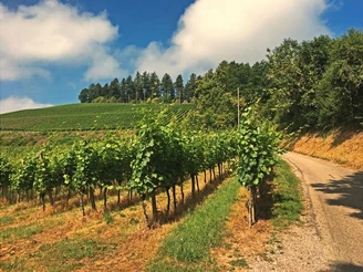 Weg zur Kapelle St. Wendelin