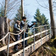 Baumtreppe am Pirschpfad