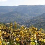 Weinberge rund um Staufenberg