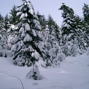 Schneebedeckte Wälder