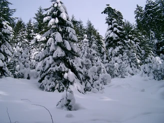 Schneebedeckte Wälder