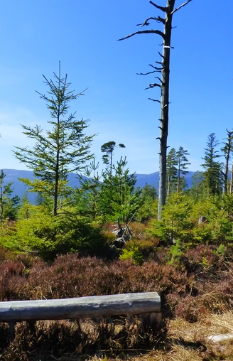 Sturmwurffläche zwischen Diebaukopf und Philippenkopf