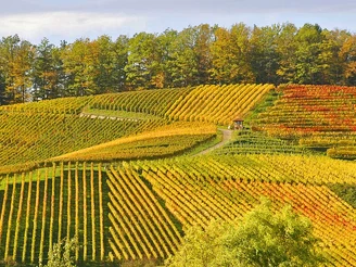 Blick auf Rebberg im Herbst mit buntem Blattwerk.