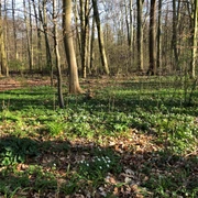 Ein lichter Frühlingswald mit gemischtem Baumbestand und blühenden Buschwindröschen am Waldboden.