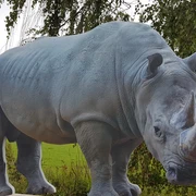 Wilde Tiere in der Schwalm