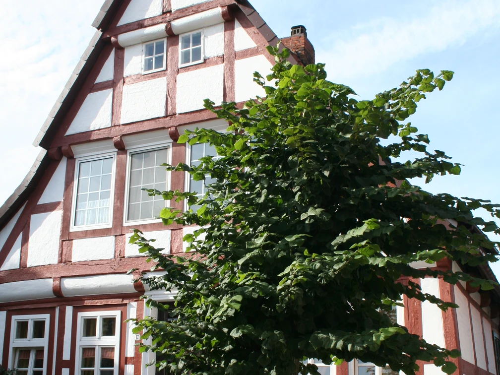 Fachwerk Hoya Fachwerkhaus in Hoya mit markanter weiß-roter Fassade und zwei Treppenstufen, umgeben von Bäumen.