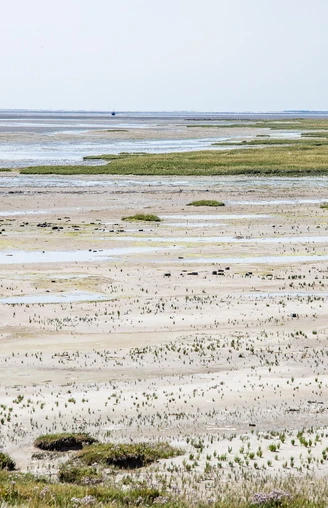 Salzwiesen-Wattenmeer.jpg Salzwiesen-Wattenmeer