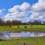 Amphibien-Teich in Barkenholm